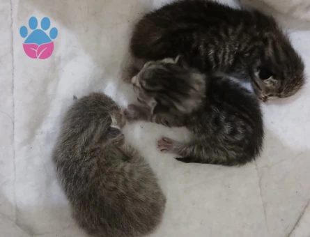 yavru kedi 1 aylıklar