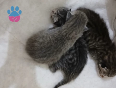 yavru kedi 1 aylıklar