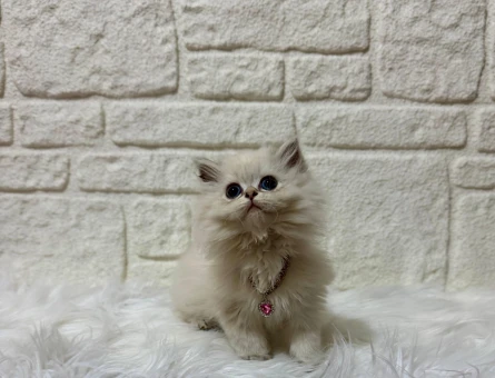 British Longhair Eti Puf Dişi Yavrumuz 2 Aylık