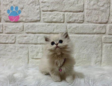 British Longhair Eti Puf Dişi Yavrumuz 2 Aylık