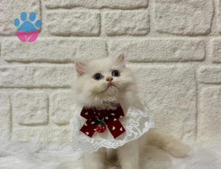 Sütlaç Tadında British Longhair Erkek 2 Aylık