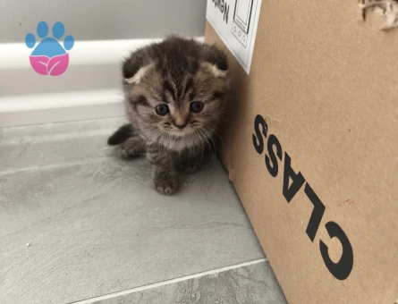 Yalova Yavru Cins Kedi Orjinal Makul