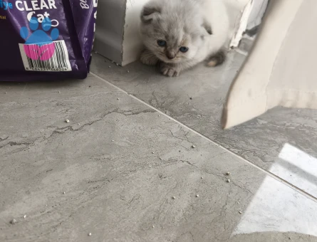 Yalova Yavru Cins Kedi Orjinal Makul