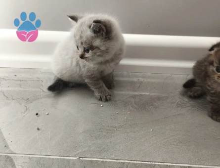 Yalova Yavru Cins Kedi Orjinal Makul