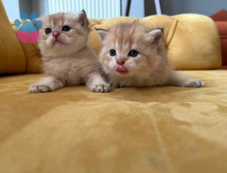 British shorthair gold yavrularımız yeni yuvalarını bekliyor