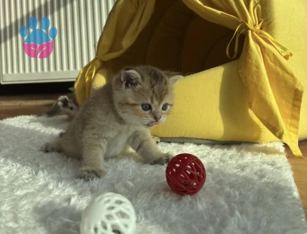 British shorthair gold yavrularımız yeni yuvalarını bekliyor