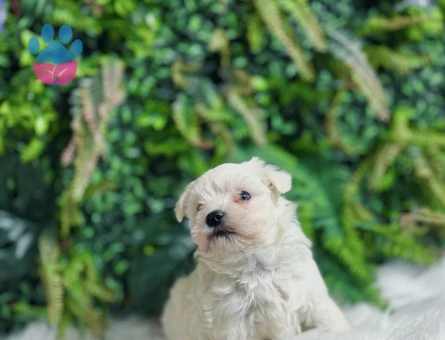 0 Numara Maltese Terrier Dişi ve Erkek Yavrularımız