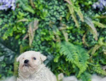 0 numara maltese terrier dişi ve erkek yavrularımız