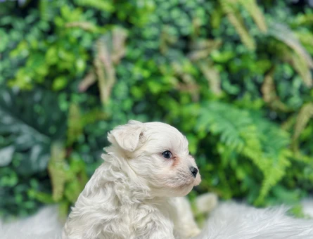 0 Numara Maltese Terrier Dişi ve Erkek Yavrularımız