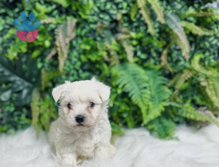 0 Numara Maltese Terrier Dişi ve Erkek Yavrular