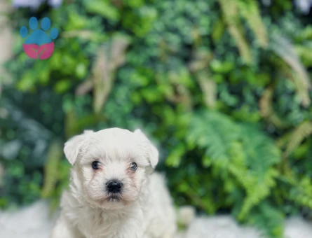 Maltese Terrier 0 Numara Dişi ve Erkek Yavrular
