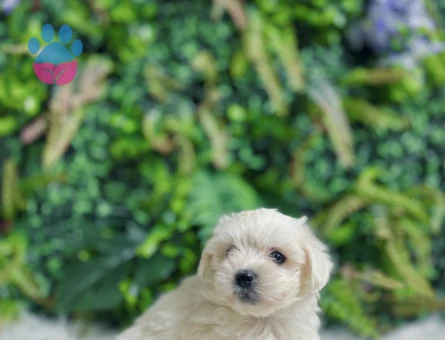 Maltese Terrier 0 Numara Dişi ve Erkek Yavrular