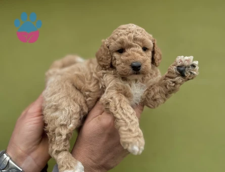 Maltipoo 0 Numara Muhteşem 2 Aylık Yavrumuz