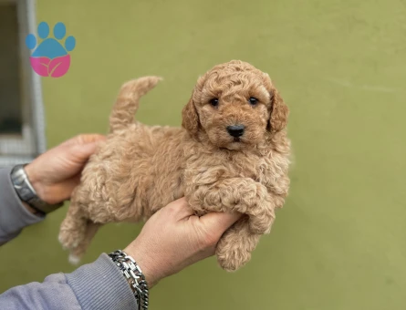 Toy Poodle 0 Numara Orijinal Yavrular