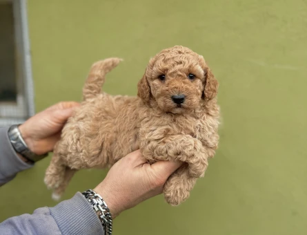 0 Numara Orijinal Dişi Toy Poodle Yavrularımız