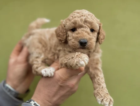 Maltipoo 0 Numara Dişi Yavrumuz 2 Aylık