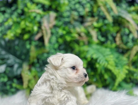 Maltese Terrier 0 Numara Muhteşem Yavrularımız