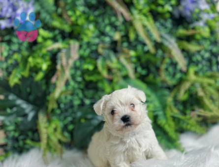 Maltese Terrier 0 Numara Kar Beyazı Yavrularımız