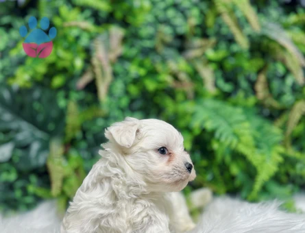 Maltese Terrier 0 Numara Dişi, Erkek Yavrular