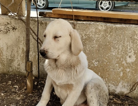 British Shorthair 5 Aylık Erkek