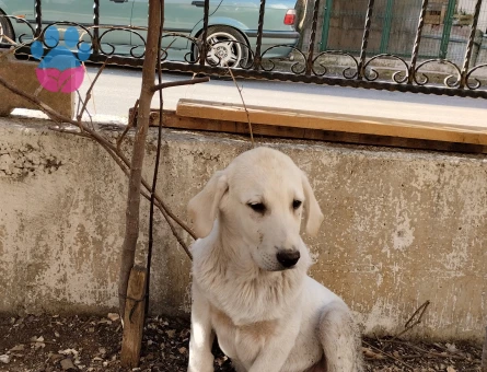 British Shorthair 5 Aylık Erkek