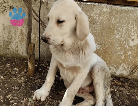 British Shorthair 5 Aylık Erkek