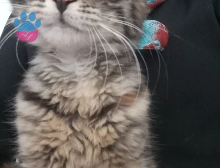 Bal Köpüğümüze Yuva Arıyoruz