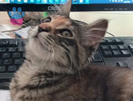 Bal Köpüğümüze Yuva Arıyoruz