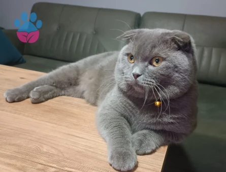 Scottish Fold 12 Aylık