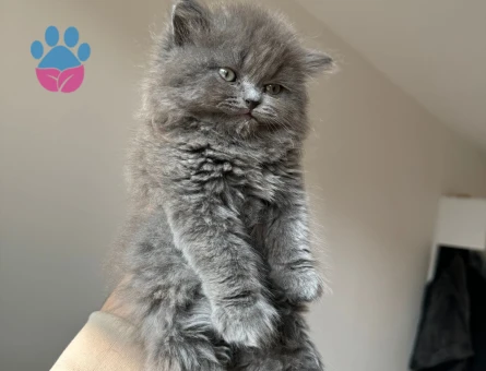 Safkan British Longhair Erkek