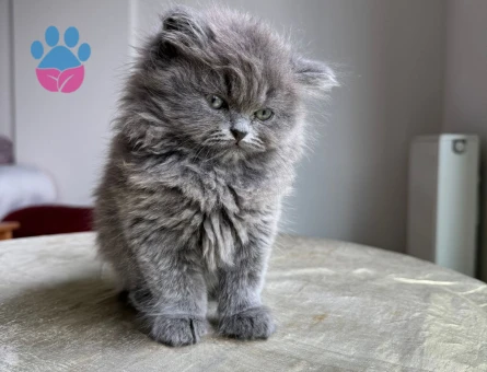 Safkan British Longhair Erkek