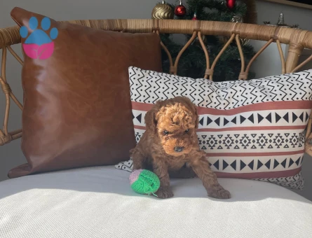 Sevimlilikte Sınır Tanımayan Toy Poodle Yavruları Arıyor Yeni Evlerini Arıyor