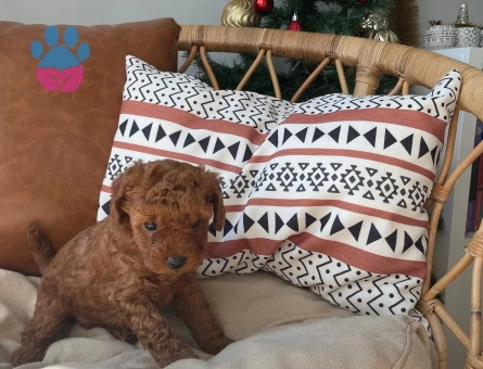 Sevimlilikte Sınır Tanımayan Toy Poodle Yavruları Arıyor Yeni Evlerini Arıyor