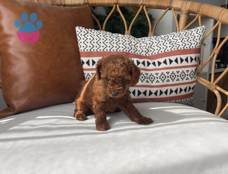 Sevimlilikte Sınır Tanımayan Toy Poodle Yavruları Arıyor Yeni Evlerini Arıyor