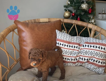 Sevimlilikte Sınır Tanımayan Toy Poodle Yavruları Arıyor Yeni Evlerini Arıyor