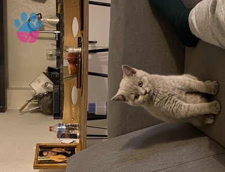 Yavru British Shorthair 6 Aylık