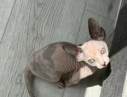 Disi sfenks kedi