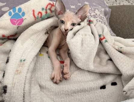Disi sfenks kedi