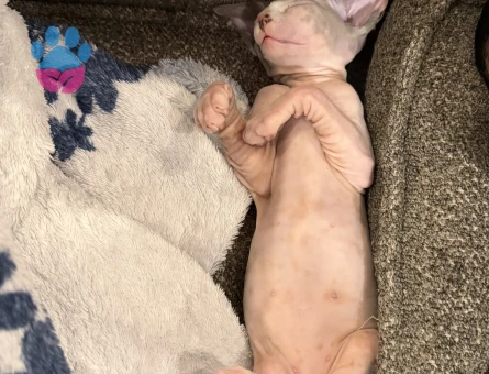 Disi sfenks kedi