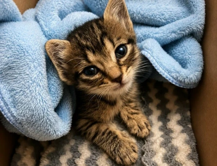 Acil yuva ariyoruz Erkek 3 haftalik kedi - 4290