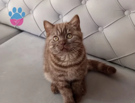 3 aylık british shorthair yavrularımız