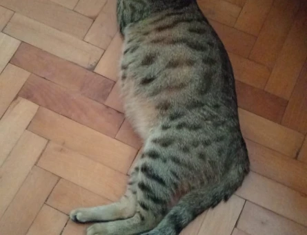 Tekir hamile kedi - 4294