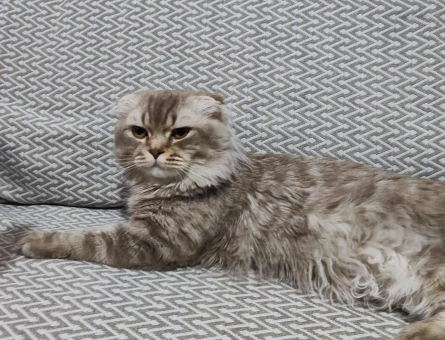 Sevimli Paşa yeni sahibini arıyor.