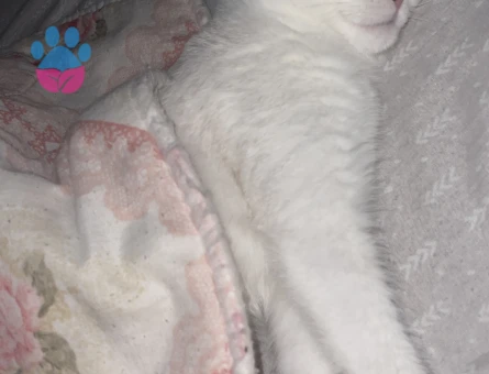 Yavru scottish fold safkan dişi kedi