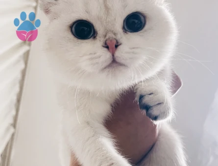 Yavru scottish fold safkan dişi kedi