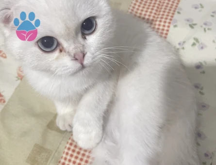 Yavru scottish fold safkan dişi kedi