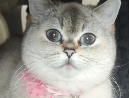 3 Yaşında British Shorthair Dişi