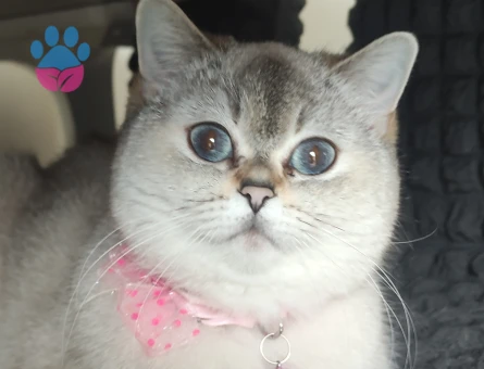 3 Yaşında British Shorthair Dişi