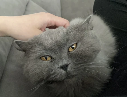 British Longhair Balımm 2 Yaşında - 4301