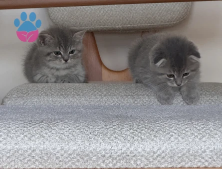 2 aylık Cins kedi sahiplendirme